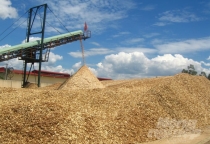 BIOMASS SINH KHỐI, CHẤT ĐỐT CÔNG NGHIỆP XANH